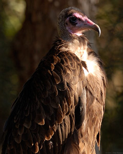 Hooded_Vulture_HS3873