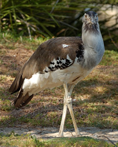 KoriBustard_HS0889