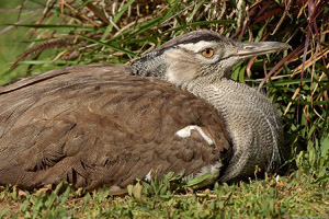 KoriBustard_HS0899