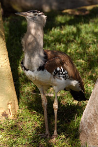 KoriBustard_HS3511