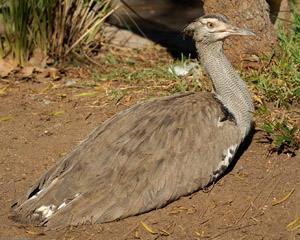 Kori_Bustard_X8259