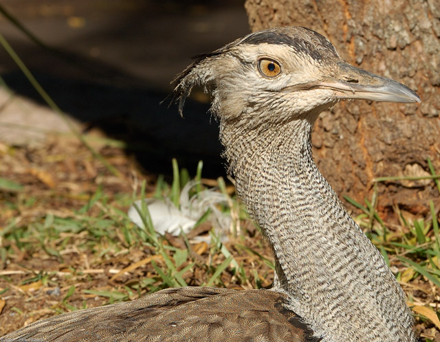 Kori_Bustard_X8259c