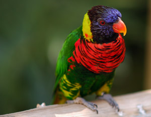 Lorikeet_HS6590