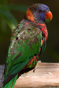 Lorikeet_HS6616