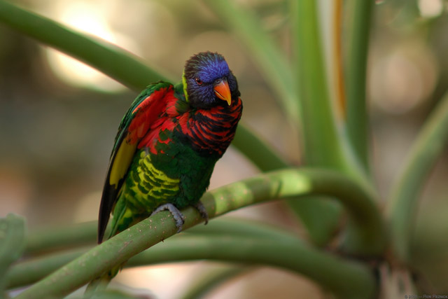 Lorikeet_HS6664