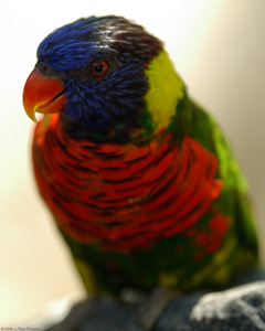 Lorikeet_X5780