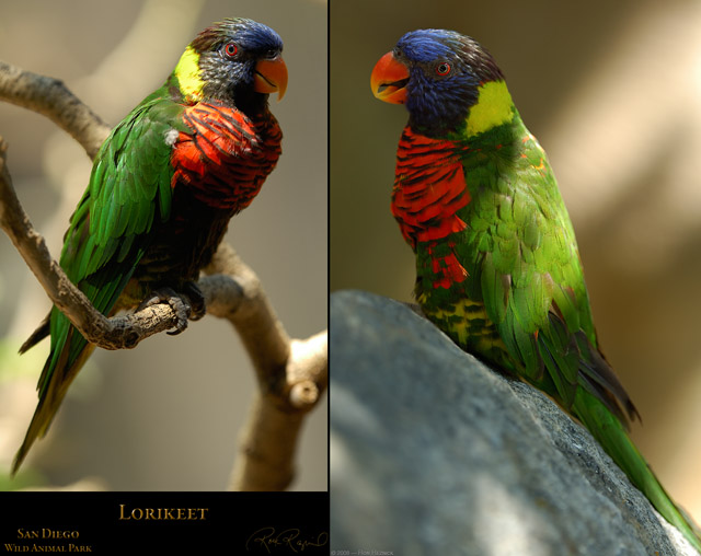 Lorikeet_X5782_87_Msigned