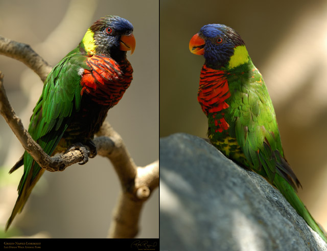 Lorikeet_X5782_87_VLG