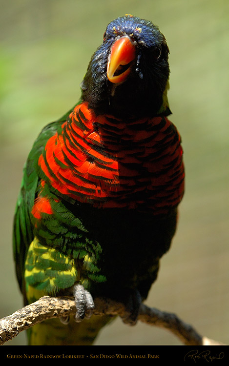 Lorikeet_X5795M