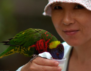 Lorikeet_feeding_HS7321