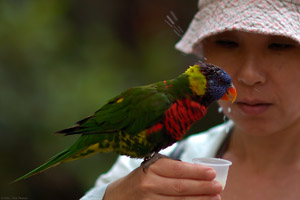 Lorikeet_feeding_HS7332