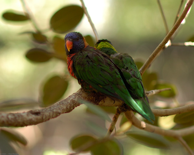 Lorikeets_HS6660