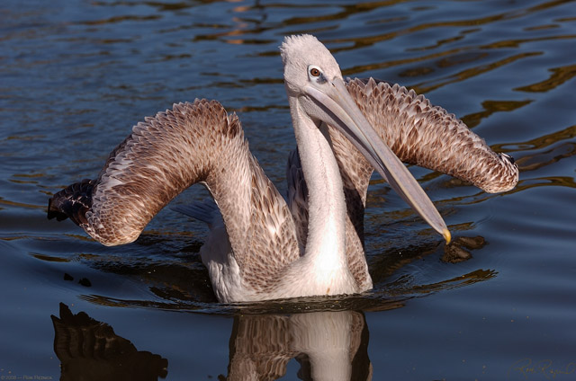 Pink-Backed_Pelican_HS1646