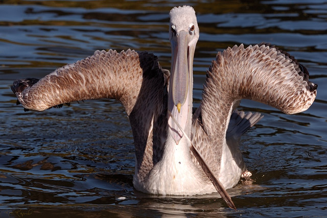 Pink-Backed_Pelican_HS1647LG