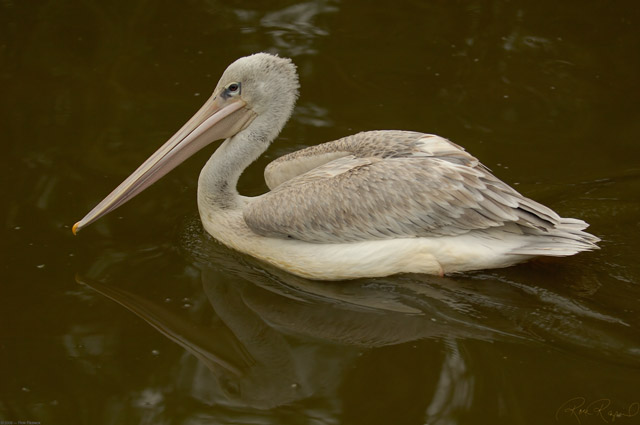 Pink-Backed_Pelican_X1518LG