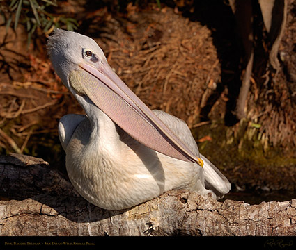 PinkBacked_Pelican_HS3633LG