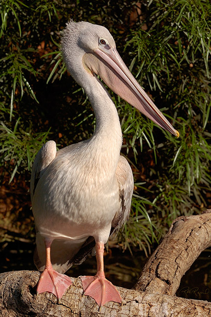 PinkBacked_Pelican_HS3641LG