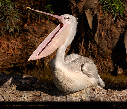 PinkBacked_Pelican_HS3677M