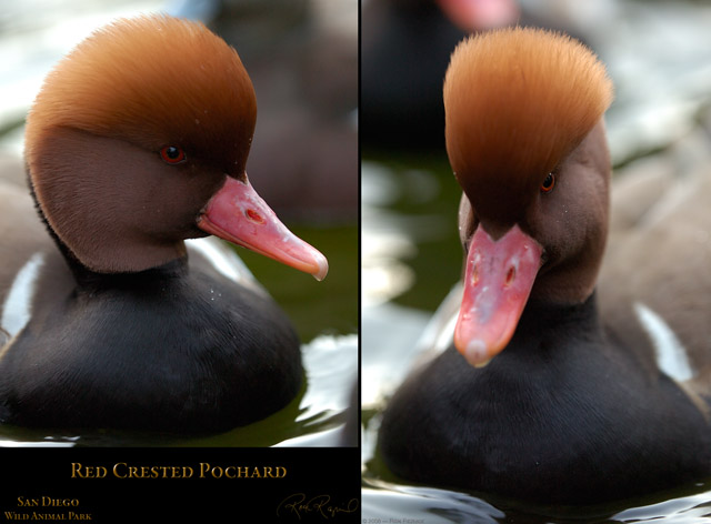 RedCrested_Pochard_HS2356_2453_Msigned