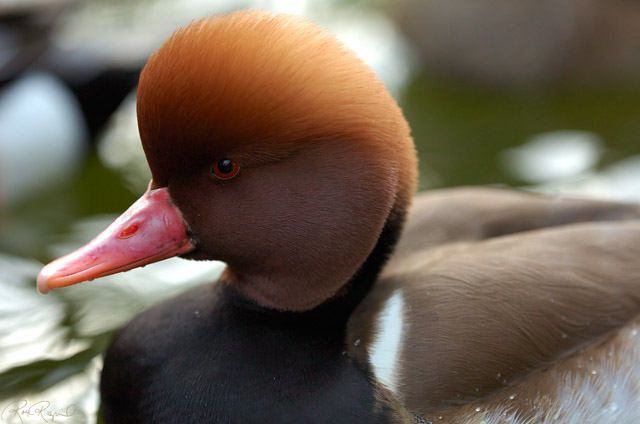 RedCrested_Pochard_HS2385