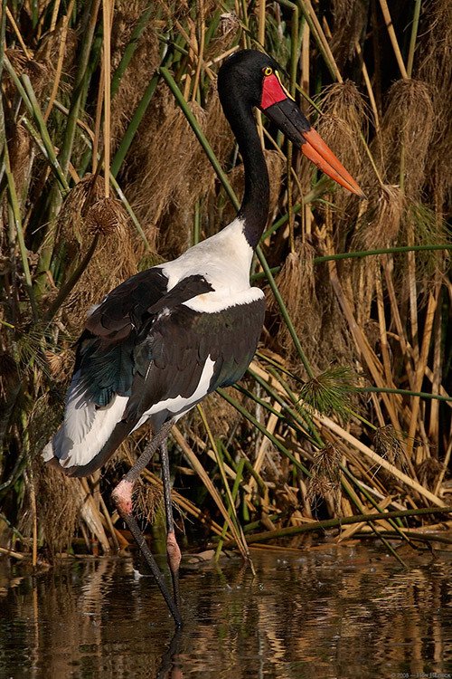 Saddle-Billed_Stork_2996M