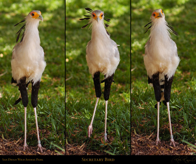 SecretaryBird_HS6204-12-35_Msigned