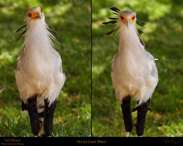 SecretaryBird_HS6204c-35c_Msigned