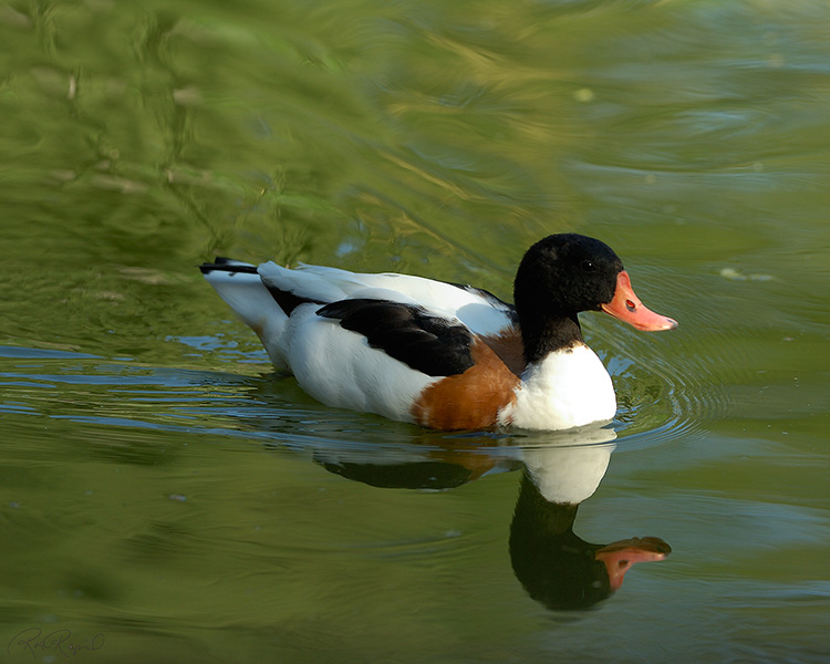 Shelduck_X5934M