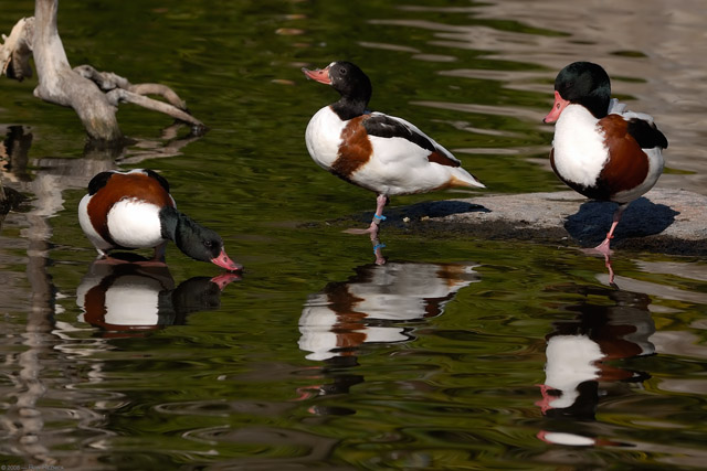 Shelducks_X8167