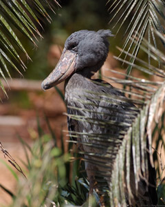 Shoebill_HS6006