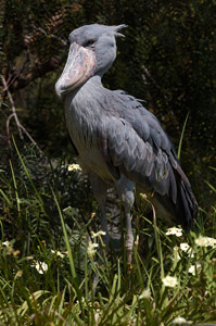 Shoebill_HS6033