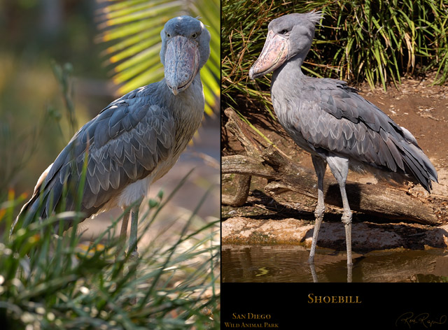 Shoebill_X5940_HS3356_Msigned