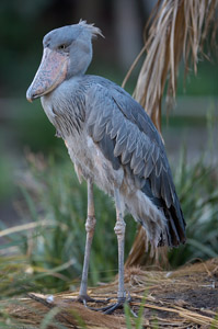 Shoebill_X8625