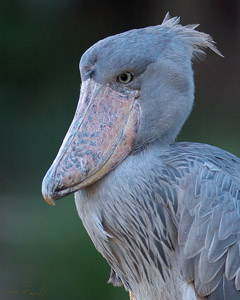 Shoebill_X8625c