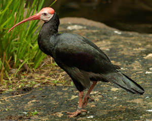 Southern_Bald_Ibis_X1542