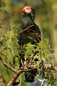 Southern_Bald_Ibis_X8645