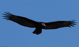 TurkeyVulture_HS3565