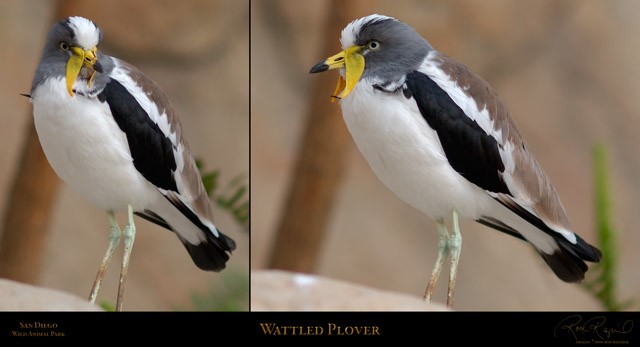 Wattled_Plover_LGsigned