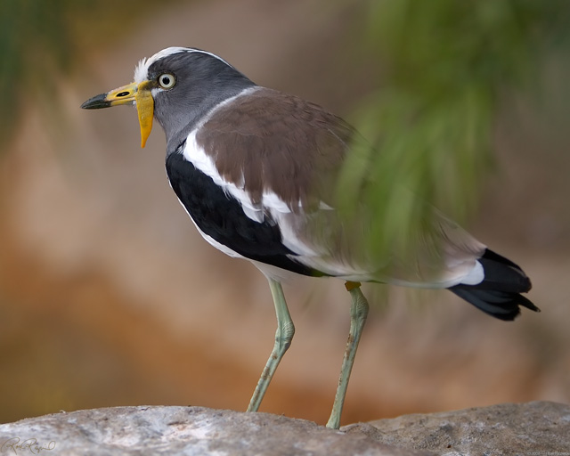 Wattled_Plover_X8676LG