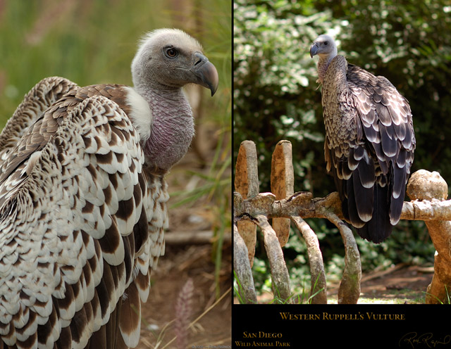 Western_Ruppells_Vulture_HS0440_6333_Msigned