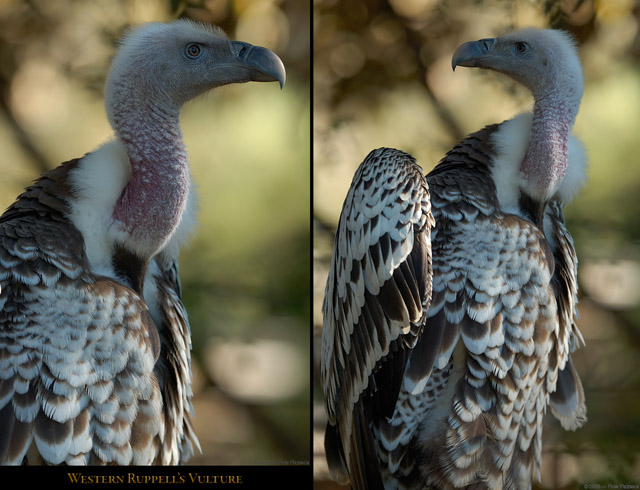 Western_Ruppells_Vulture_X8464_66_M