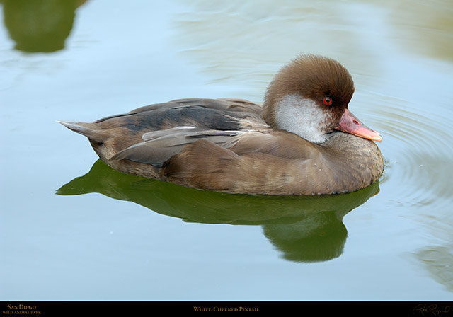 WhiteCheeked_Pintail_X5761LG