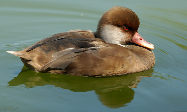 WhiteCheeked_Pintail_X5767LG