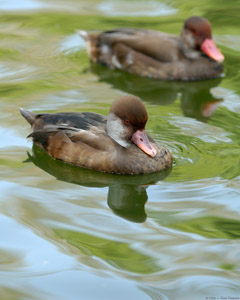 WhiteCheeked_Pintails_X5763