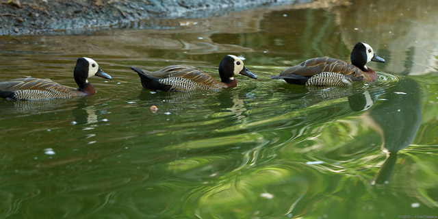 WhiteFaced_WhistlingDucks_X5951