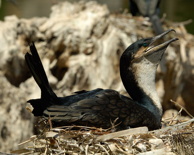 WhiteNecked_Cormorant_Nesting_X5873