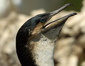 WhiteNecked_Cormorant_X5866c