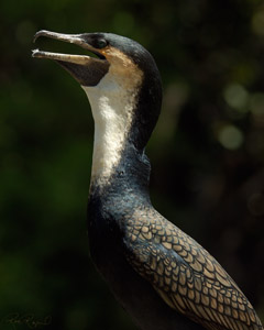 WhiteNecked_Cormorant_X5883