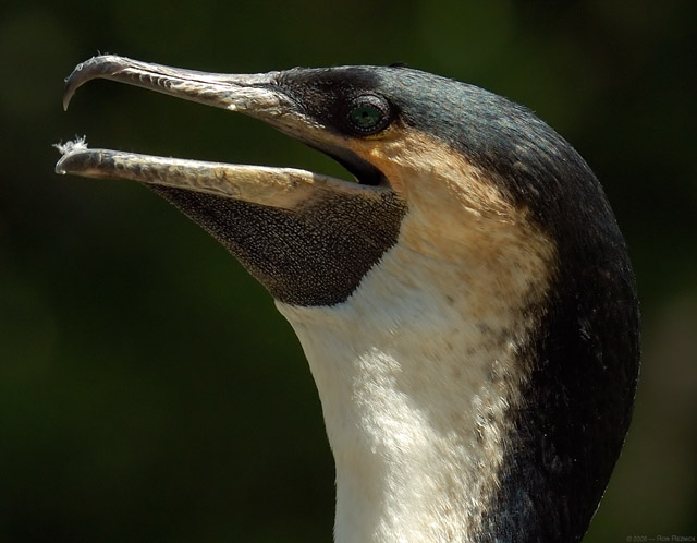 WhiteNecked_Cormorant_X5883c