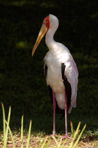 YellowBilled_Stork_HS3481